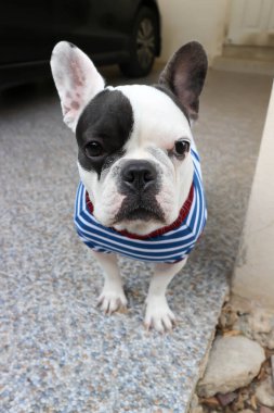 Fransız bulldog ya da şaşı gözlü Fransız bulldog, şaşı gözlü Fransız bulldog