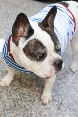 Fransız bulldog ya da şaşı gözlü Fransız bulldog, şaşı gözlü Fransız bulldog