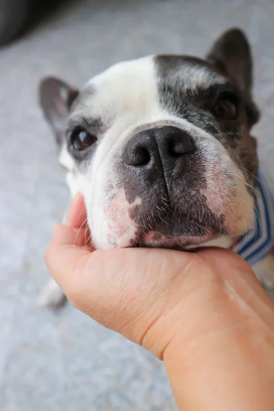 Zahmer Hund Oder Französische Bulldogge Oder Schielende Französische Bulldogge Schielende — Stockfoto