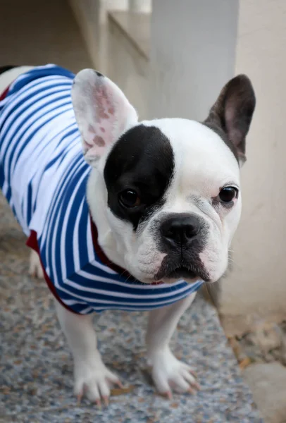 Buldogue Francês Buldogue Francês Buldogue Francês Olhos Cruzados — Fotografia de Stock