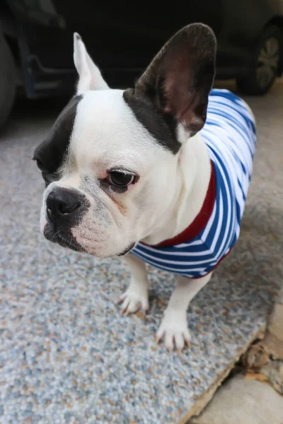 Buldogue Francês Buldogue Francês Buldogue Francês Olhos Cruzados — Fotografia de Stock