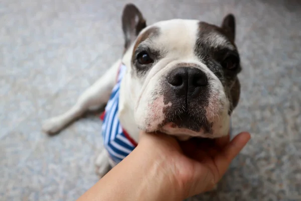 tame dog or french bulldog or squint-eyed french bulldog, cross-eyed french bulldog