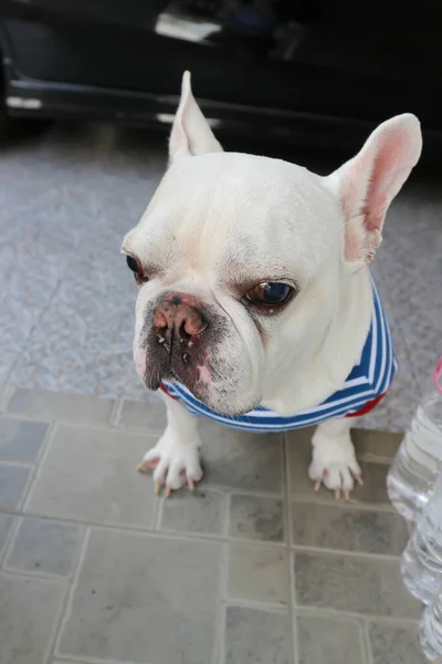 Hond Franse Bulldog Witte Franse Bulldog Vloer — Stockfoto
