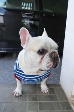 Köpek, Fransız bulldog ya da yerde beyaz fransız bulldog