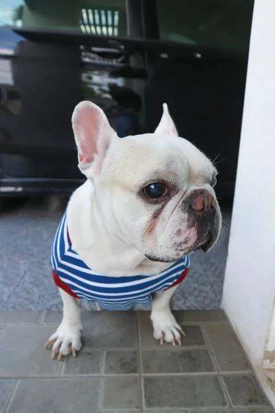 Perro Bulldog Francés Bulldog Francés Blanco Suelo — Foto de Stock