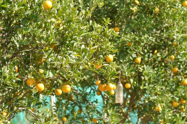portakal veya portakal çiftliği, portakal ağacı veya portakal ağacı