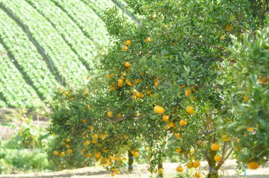portakal veya portakal çiftliği, portakal ağacı veya portakal ağacı