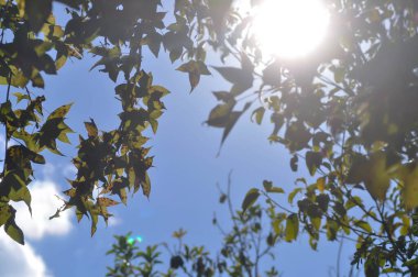 Akçaağaç yaprağı, akçaağaç yaprağı veya yeşil yaprak ve gökyüzü