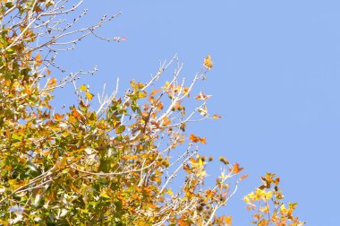 Akçaağaç yaprağı, akçaağaç yaprağı veya yeşil yaprak ve gökyüzü