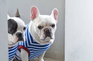 Fransız bulldog ya da şaşı gözlü Fransız bulldog ve beyaz Fransız bulldog.