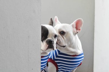 Fransız bulldog ya da şaşı gözlü Fransız bulldog ve beyaz Fransız bulldog.