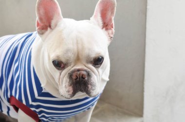 Fransız bulldog 'u mu, beyaz buldog mu?