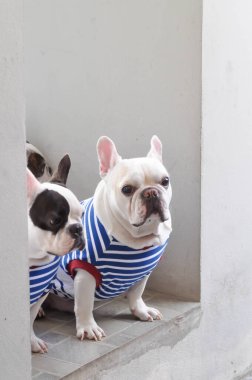 Fransız bulldog ya da şaşı gözlü Fransız bulldog ve yerde beyaz Fransız bulldog.