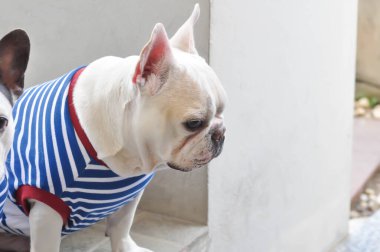 Fransız bulldog 'u mu, beyaz buldog mu?