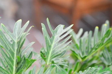 Philodendron Xanadu, Philodendron xanadu Hırvat veya Mayo ve J Boos veya Philodendron