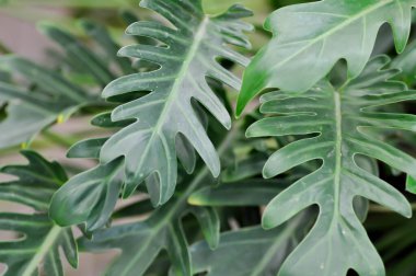Philodendron Xanadu, Philodendron xanadu Hırvat veya Mayo ve J Boos veya Philodendron