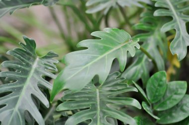 Philodendron Xanadu, Philodendron xanadu Hırvat veya Mayo ve J Boos veya Philodendron
