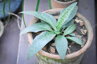 Drimiopsis botryoides Baker, Leopar zambağı veya Dev Squill