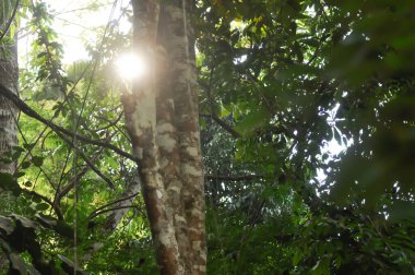 ışık veya güneş ışığı ve ağaç, ağaç arkaplanı