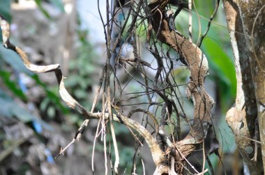 ışık veya güneş ışığı ve ağaç, ağaç arkaplanı