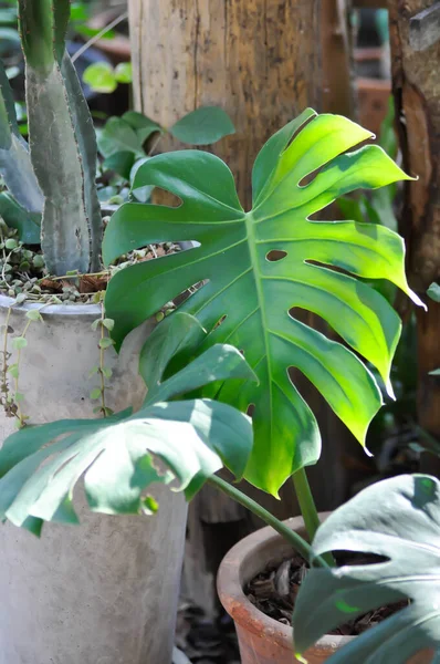 Monstera, Herricane plant or Swiss cheese plant or Window plant