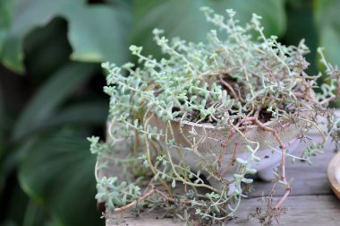 Sedum morganianum, Sedum bitkisi saksıda.