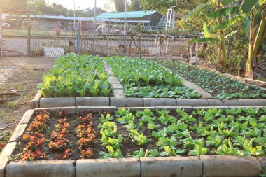 Brassica juncea, yeşil marul ya da marul.