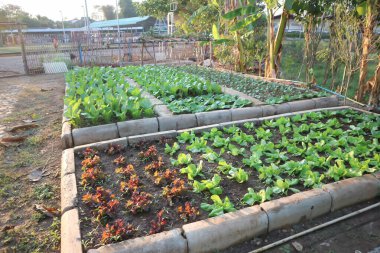 Brassica juncea, yeşil marul ya da marul.