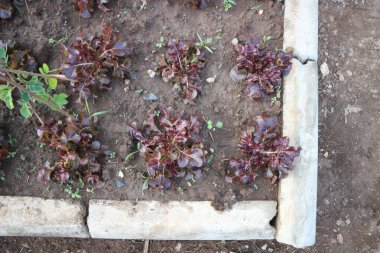 Kırmızı mercan marulu, sebze bahçesinde marul.