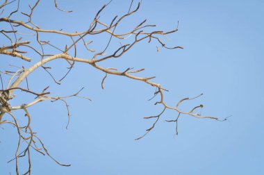 dal ya da ağaç ve mavi gökyüzü, gökyüzü arkaplanı