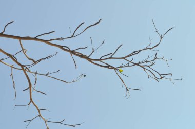 dal ya da ağaç ve mavi gökyüzü, gökyüzü arkaplanı