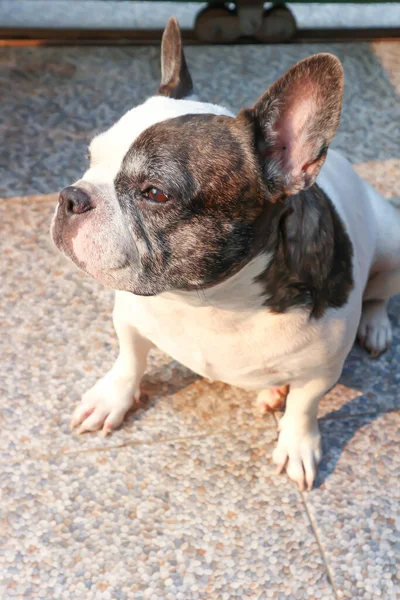 Franse Bulldog Onwetende Franse Bulldog Vloer — Stockfoto