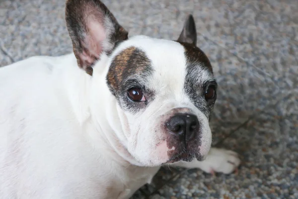 Franse Bulldog Onwetende Franse Bulldog Vloer — Stockfoto