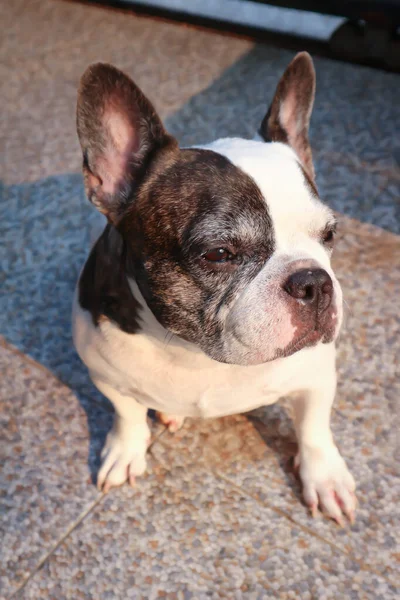 Fransk Bulldog Omedveten Fransk Bulldogg Golvet — Stockfoto