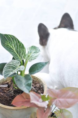 Philodendron, Philodendron Birkin ve Syngonium veya Fransız bulldog yakınlarındaki Sengonium Pembesi
