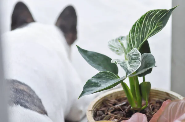 Philodendron, Philodendron Birkin ve Fransız bulldog.