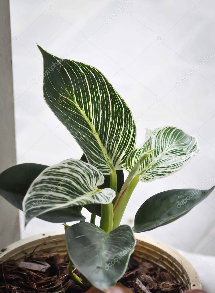 Philodendron , Philodendron birkin plant
