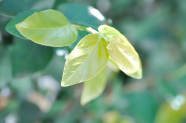 Ficus pumila ya da tırmanan incir, sürünen incir bitkisi