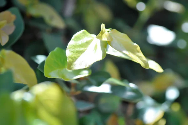 Ficus Pumila Vagy Kúszó Füge Kúszó Füge Növény — Stock Fotó
