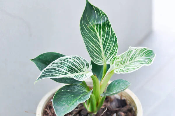 Philodendron Philodendron Birkin Lantai — Stok Foto