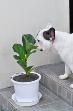 Fiddle Fig, Ficus Lyrata veya Ficus Lyrata Bambino ve Fransız bulldog