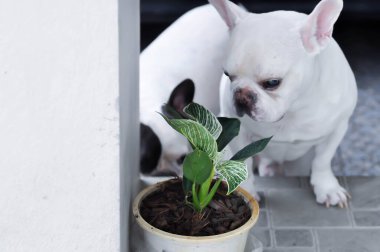 Philodendron, Philodendron Birkin ve Fransız bulldog.