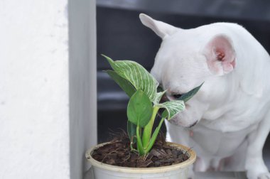 Philodendron, Philodendron Birkin ve Fransız bulldog.