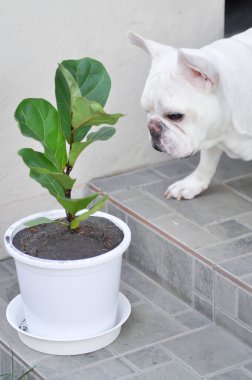 Fiddle Fig, Ficus Lyrata veya Ficus Lyrata Bambino ve Fransız bulldog