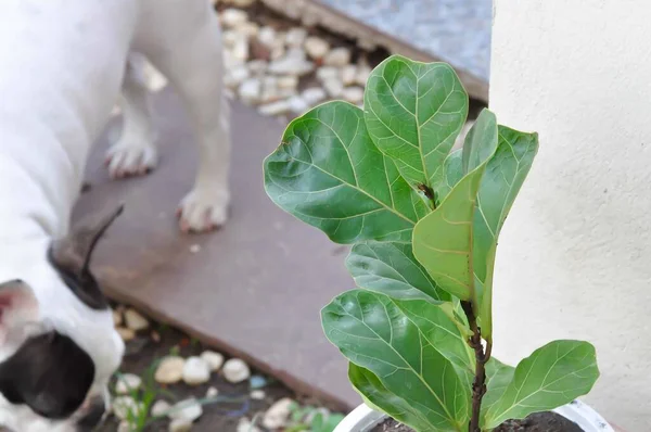 Fiddle Fig, Ficus Lyrata veya Ficus Lyrata Bambino ve Fransız bulldog