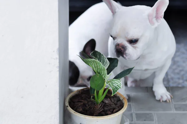 Philodendron, Philodendron Birkin ve Fransız bulldog.