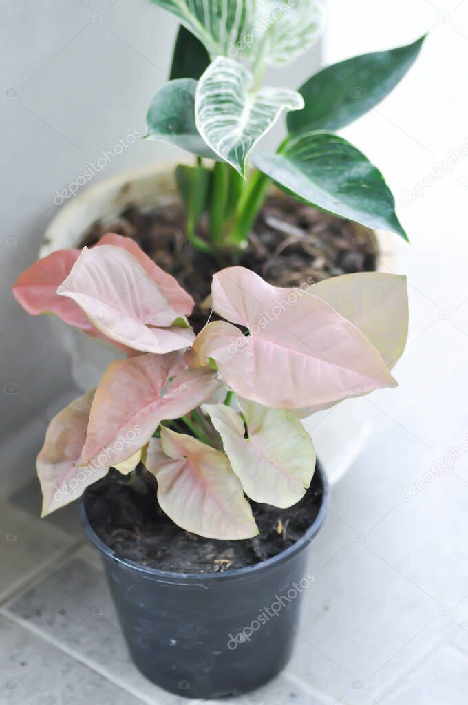 Syngonium, Syngonium hybrid Pink or Syngonium Pink and Philodendron birkin plant