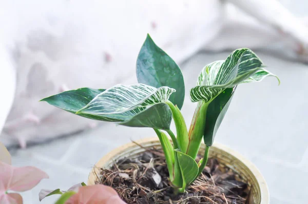 Philodendron Philodendron Birkin Dan Anjing Tidur — Stok Foto