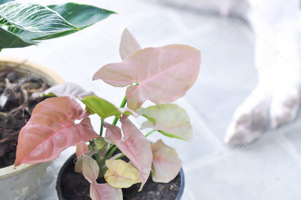 Philodendron , Philodendron birkin and Syngonium or Syngonium Pink and dog