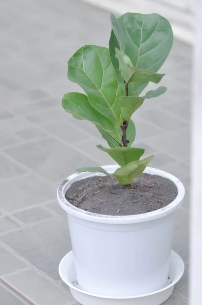 Fiddle Fig Ficus Lyrata Atau Tanaman Ficus Lyrata Bambino — Stok Foto